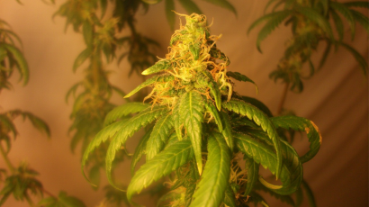 Aurora Indica