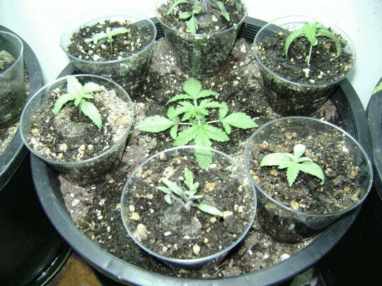 How To Grow Weed - Effective strain selection